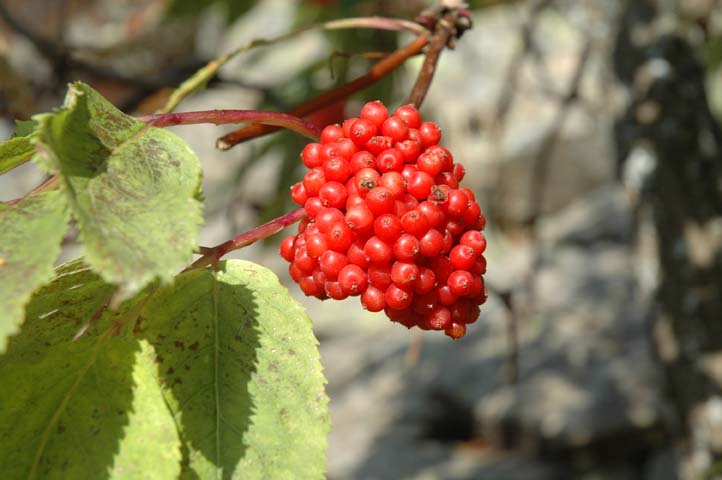 Sambucus racemosa / Sambuco rosso